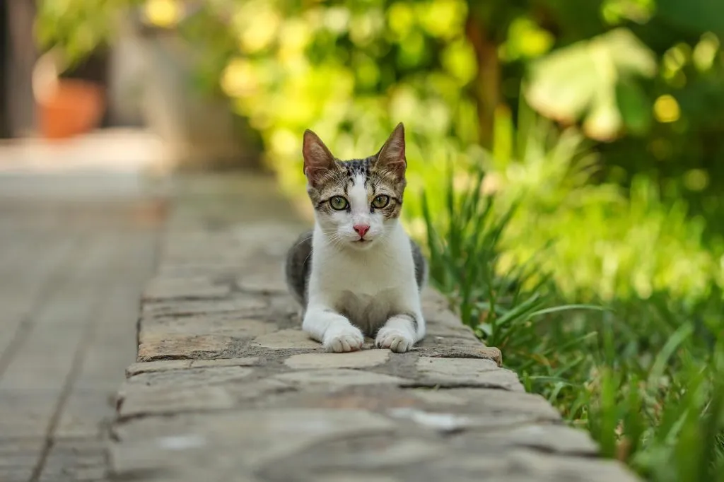 community cats trap neuter return program stray cat