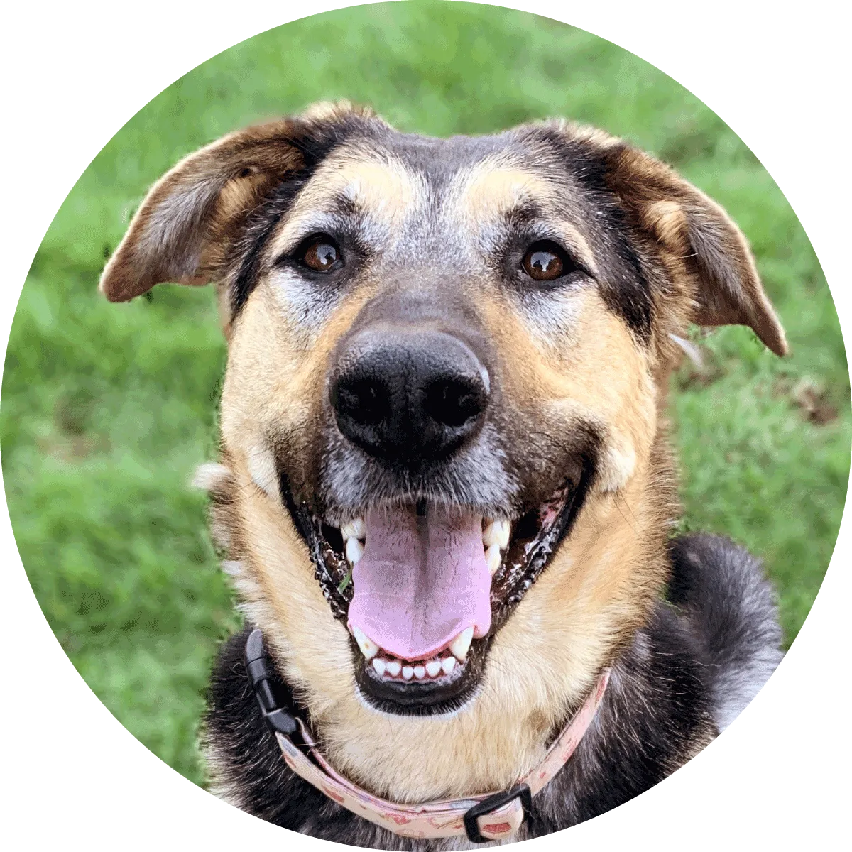 santa barbara humane dog adoption packet