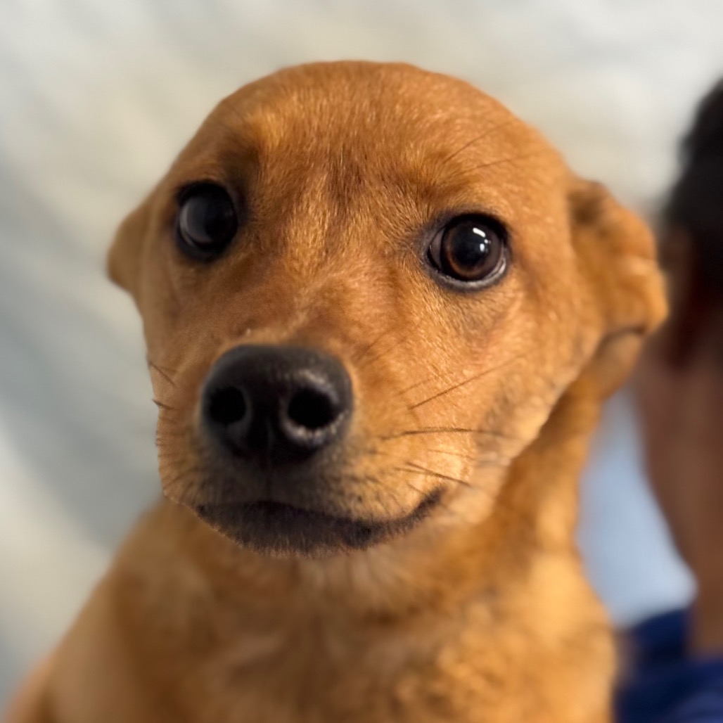Fable | Santa Barbara Humane